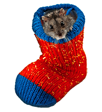 mouse in sock